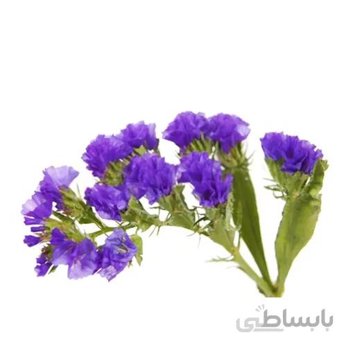 بذر گل لیمونیوم (زنبوری)