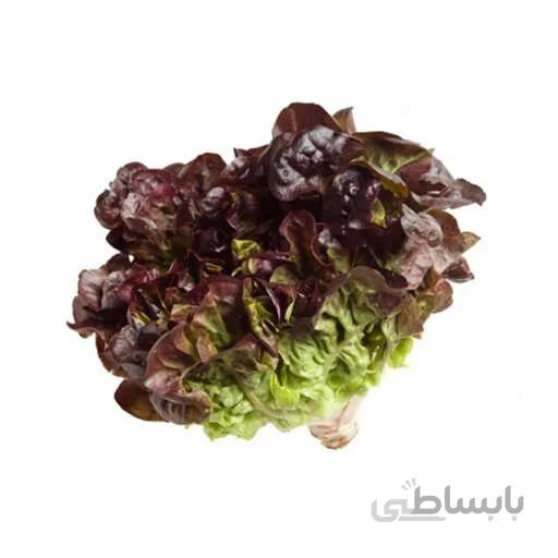 بذر کاهو برگ بلوطی قرمز