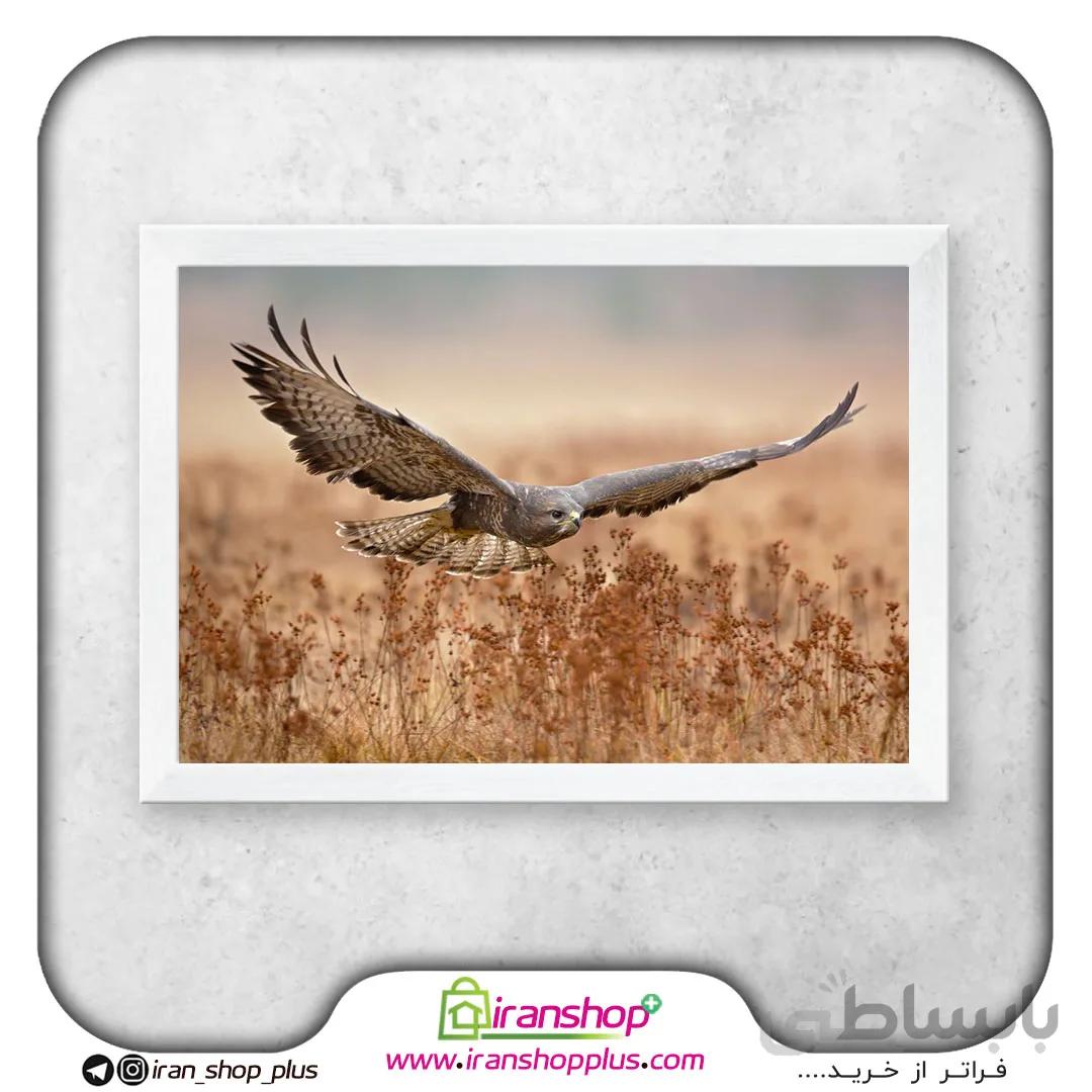 تابلو پوستر عقاب Eagle Poster