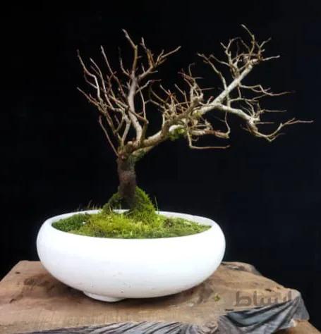 بنسای ممرز کلکسیونی خزان کرده ا Hornbeam bonsai