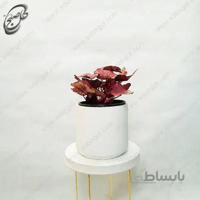 سفارش گل آنلاین – بگونیا رکس طرح B-016
