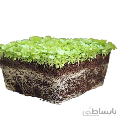 بذر میکروگرین کرفس