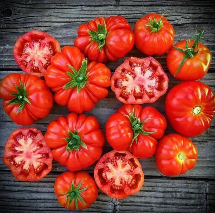 بذر اورجینال گوجه رد روسو ( آمریکایی )