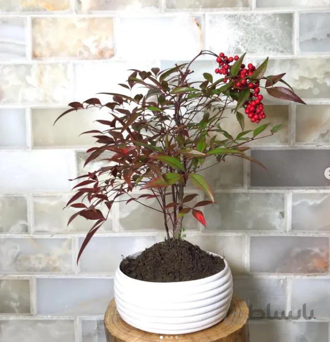 گیاه ناندینا ( گیاه فضای باز ناندینا )