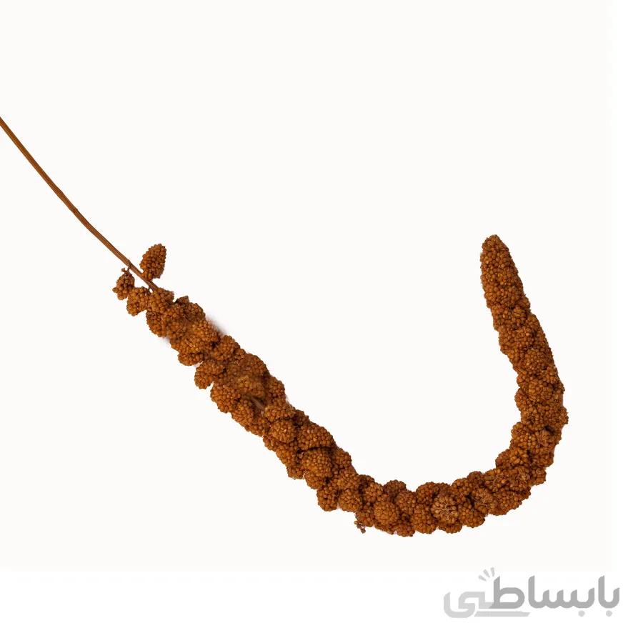 ارزن خوشه ای ورسلاگا