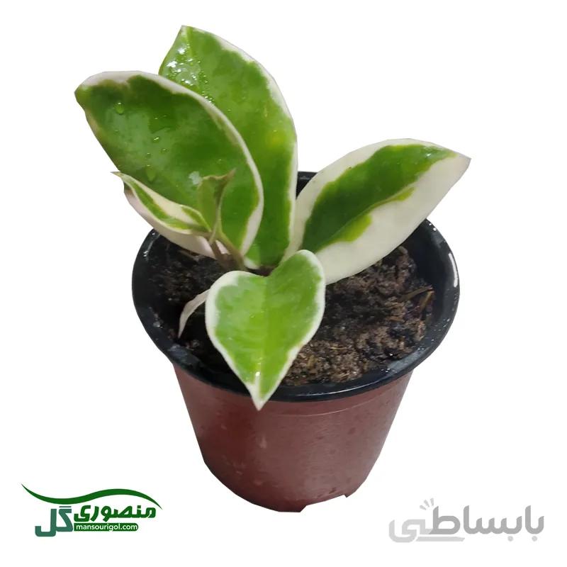 هویا کارنوزا ابلق