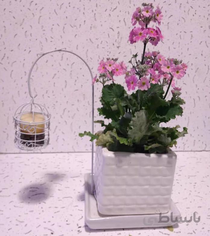 شمع گل پروانه
