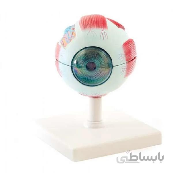 قیمت، خرید و مشخصات مولاژ چشم 20 برابر
