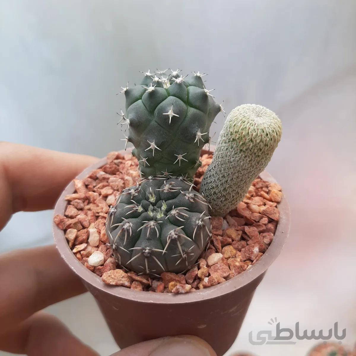 دیشگاردن کاکتوس سری3