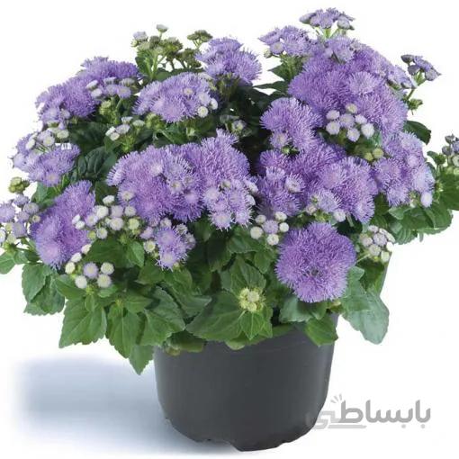 بذر گل ابری آبی پاکوتاه گلدانی بسته 200 عددی