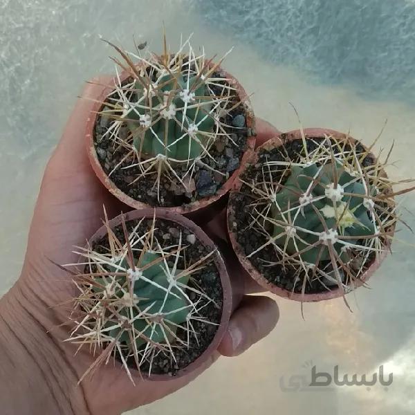 فروکاکتوس کریزاکانتوس کلکسیونی