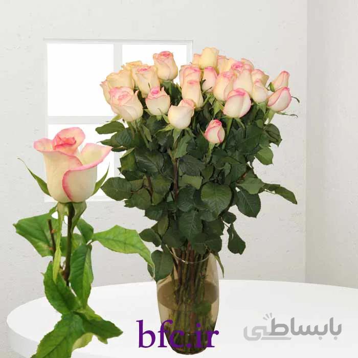 یک شاخه رز هلندی