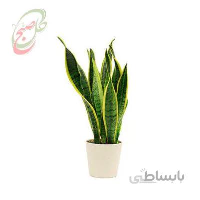 خرید گل آنلاین – سانسوریا ابلق ( ارسال گل رایگان )