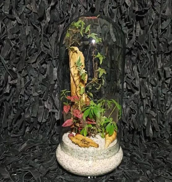 تراریوم گنبد (مینا)
