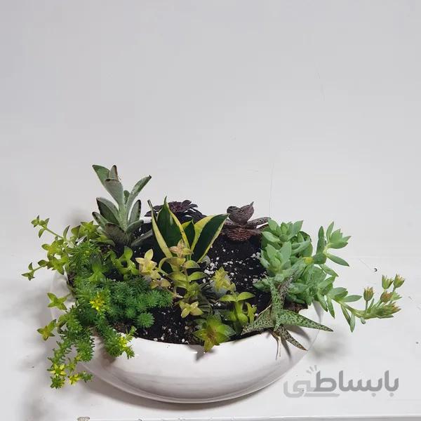 دیشگاردن ساکولنت