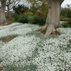 بذر گل Cerastium tomentosum ا Cerastium tomentosum