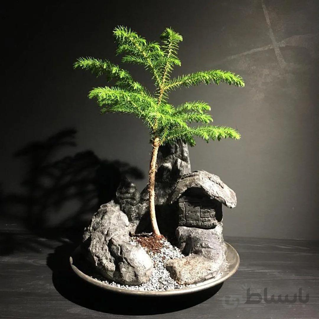 سازه تک درخت بونسای آروکاریا