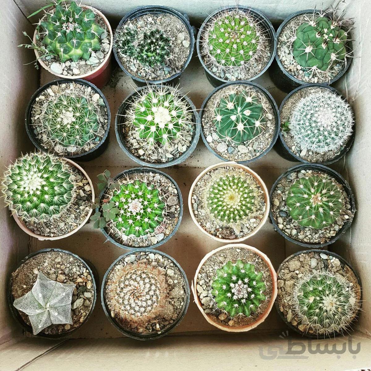 پک کاکتوس بذری ۱۶ عددی مرغوب ( گلدان۸)