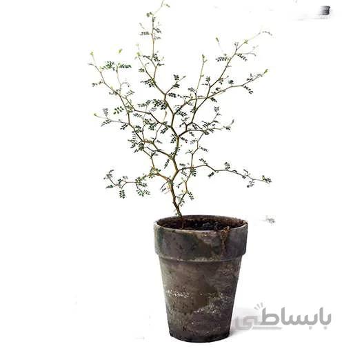 بذر بونسای درخت تلخه بیان