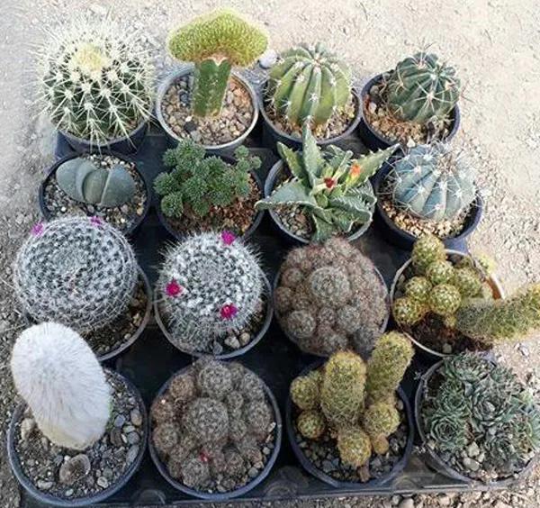 پک کاکتوس بذری ویژه (گلدان 8) 16 عددی