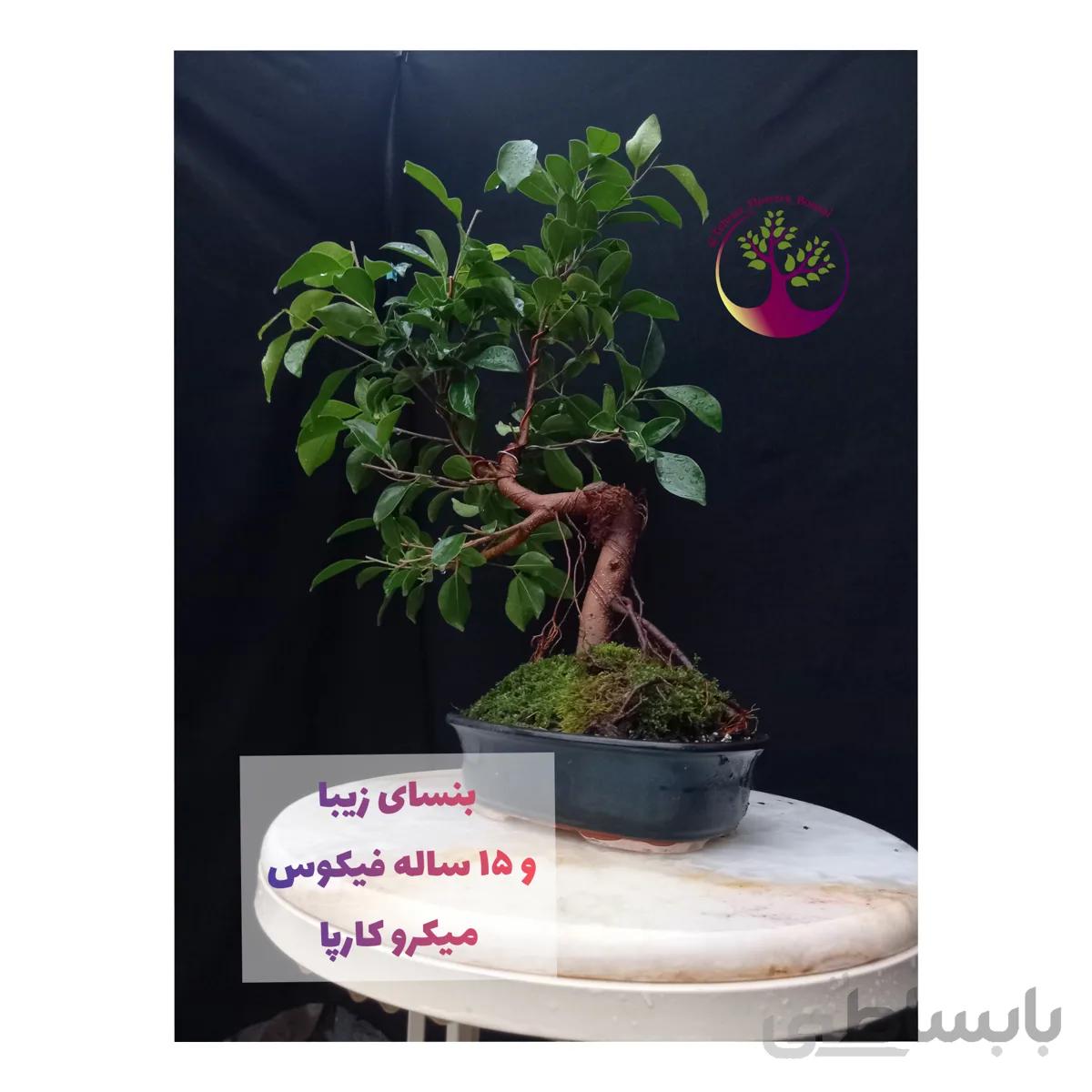 بنسای فیکوس رتوزا تنومند ۱۸ ساله ا Ficus bonsai