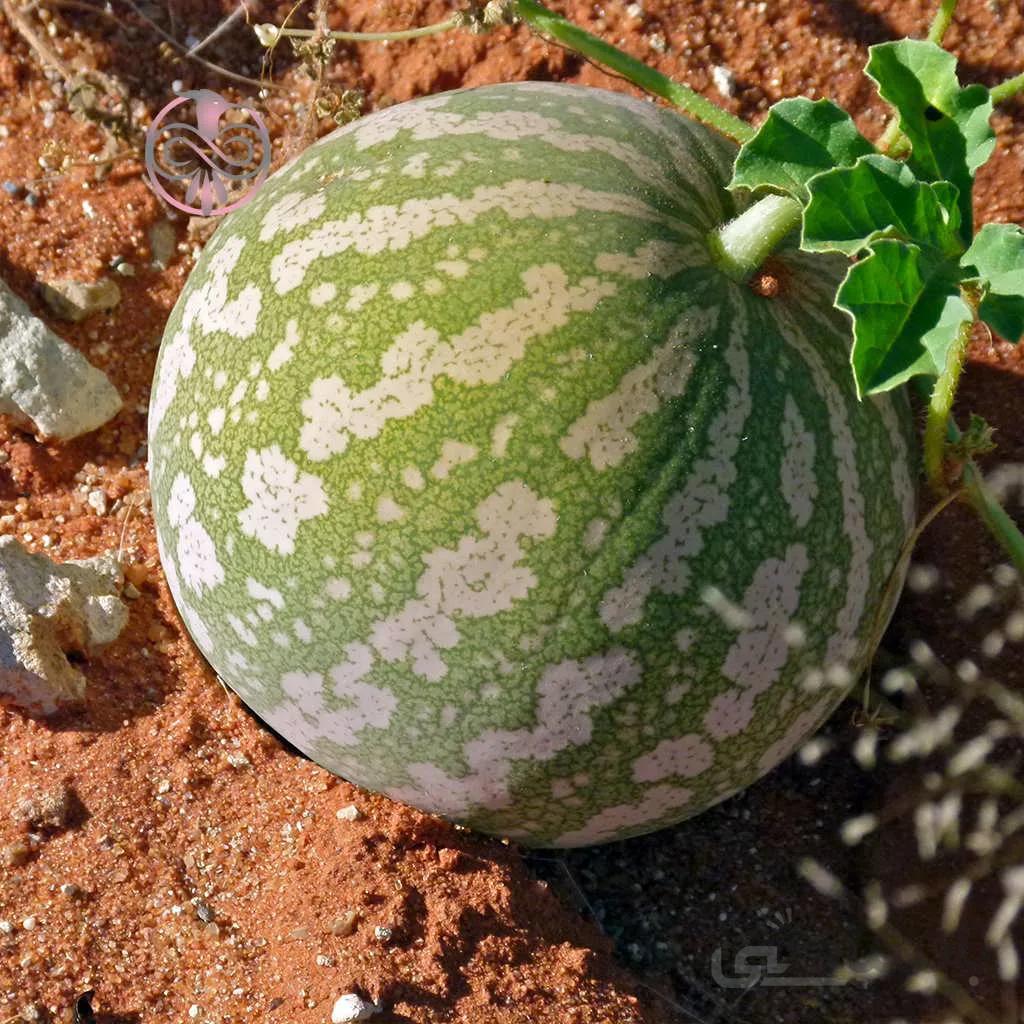 بذر هندوانه ابوجهل نیجریه