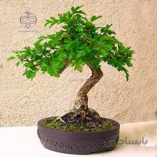 بذر درخت زالزالک زرد