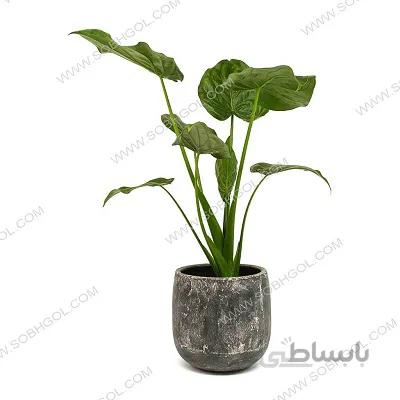 بابا آدم طرح E014 ( ارسال گل رایگان )