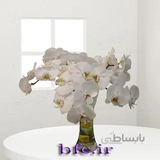 شاخه ارکیده فلونابسیس سفید