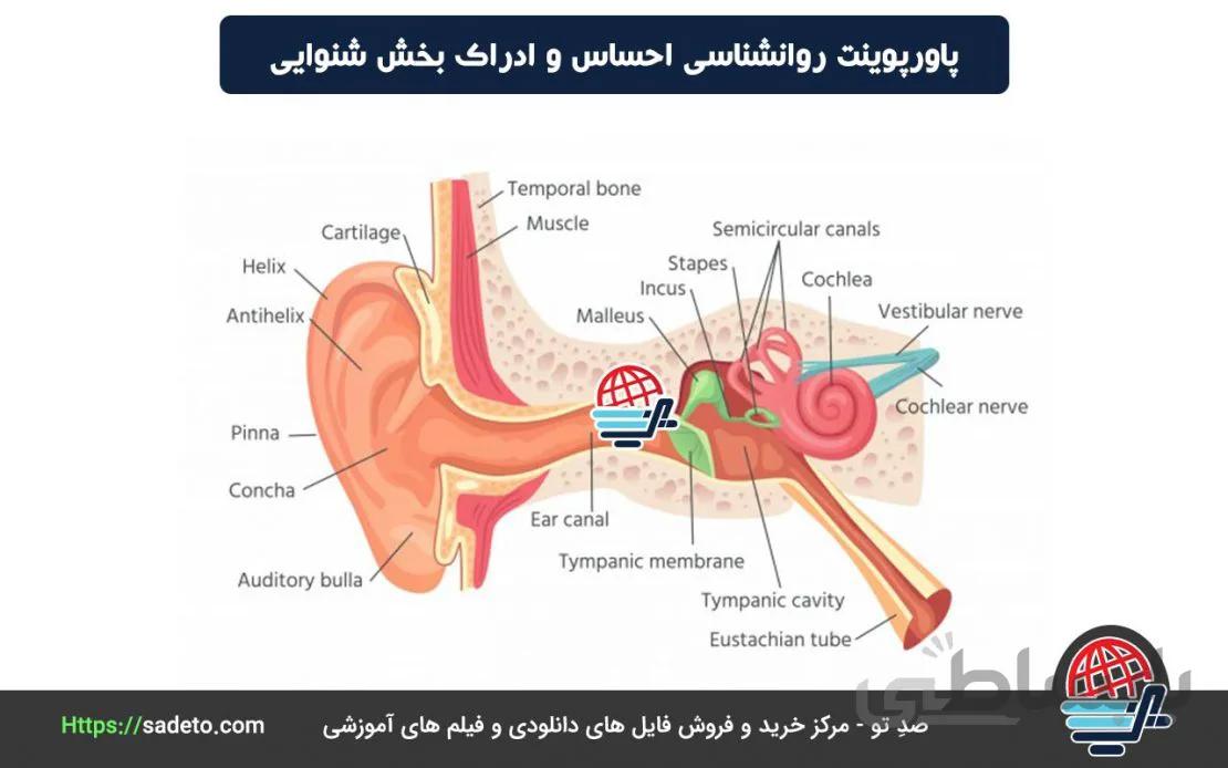 پاورپوینت احساس و ادراک بخش شنوایی 19اسلاید - صدتو