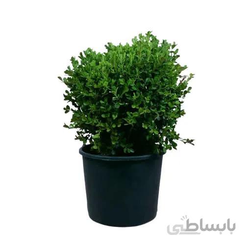 بذر شمشاد سبز