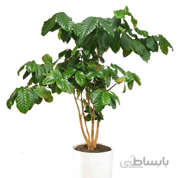 بذر گیاه قهوه عربی