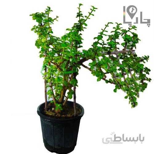 گیاه آپارتمانی کراسولا خرفه ای
