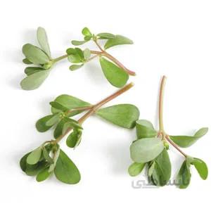 بذر سبزی خرفه