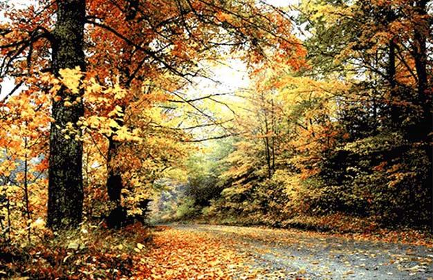 نخ و نقشه تابلو فرش منظره جنگل پاییزی کد 633