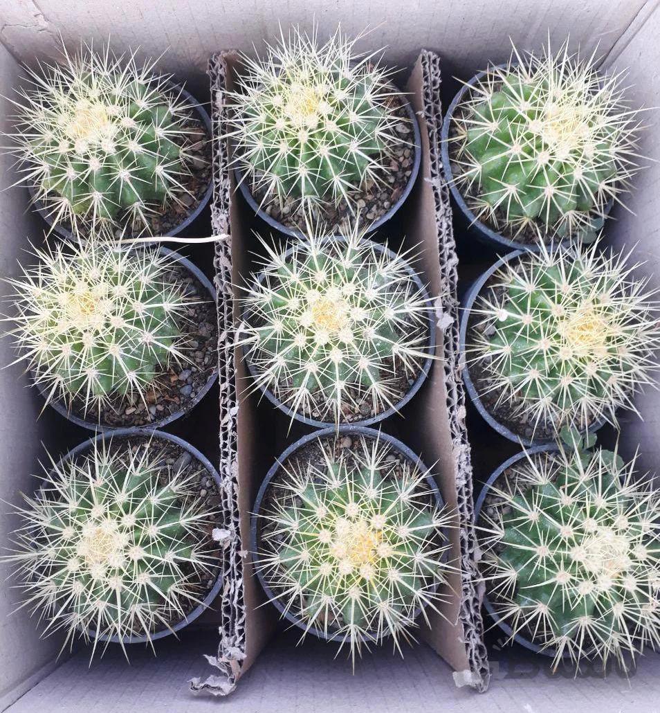 پک کاکتوس اچینو 9 عددی عمده ( گلدان11)