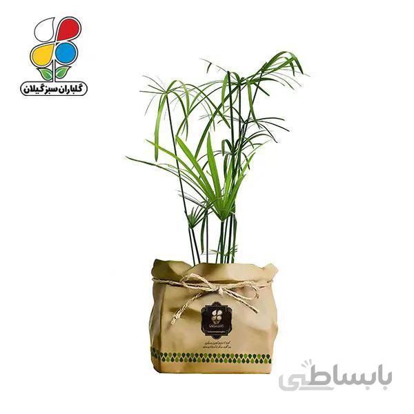 گیاه طبیعی نخل مرداب پنجه کلاغی گلباران سبز گیلان مدل GN13-33K
