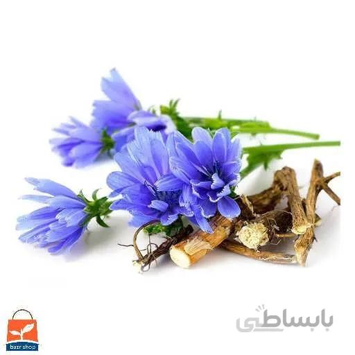 بذر کاسنی