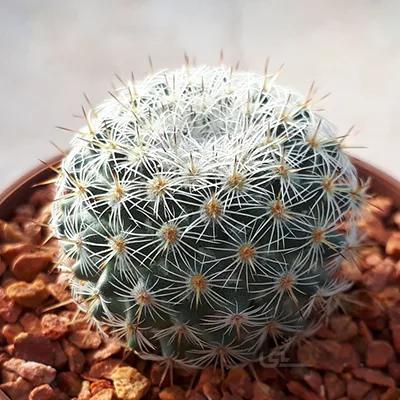 کاکتوس مامیلاریا بسیارخاص (گلدان6)