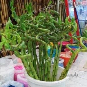 بامبو ابلق B03 (هر ساقه 170 تومان)