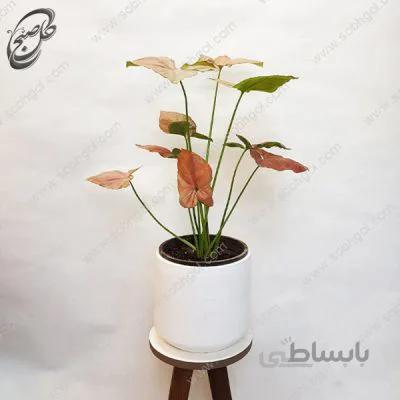 سفارش گل آنلاین – سینگونیوم طرح S-051