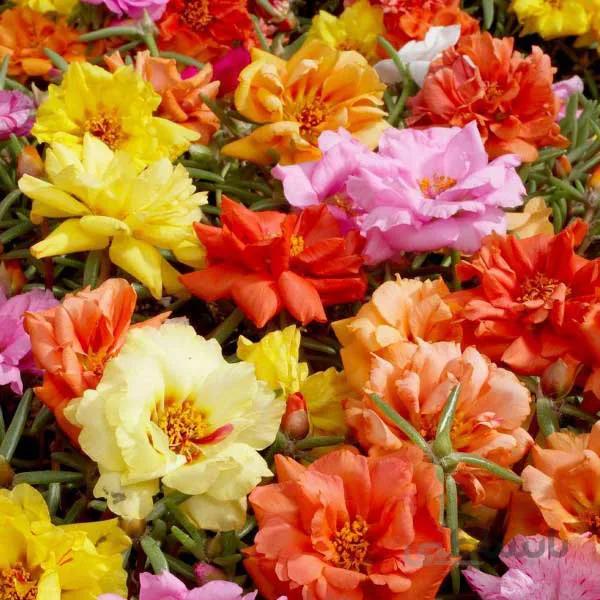 بذر گل ناز آفتابی رقم Rose Moss
