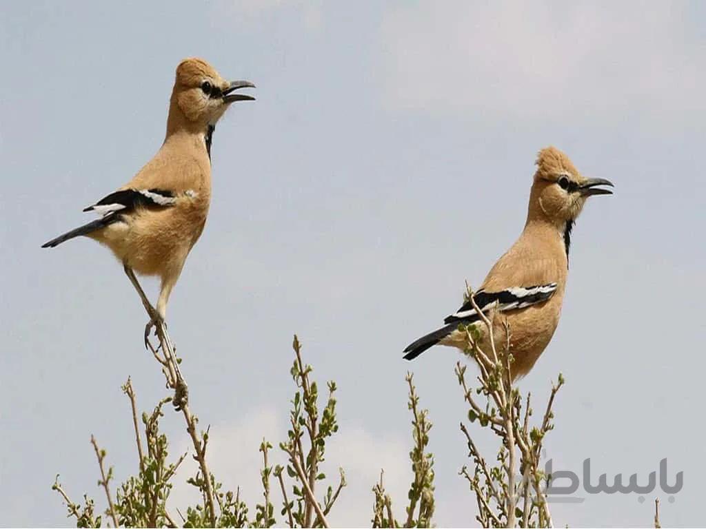 دانلود پاورپوینت زاغ بور