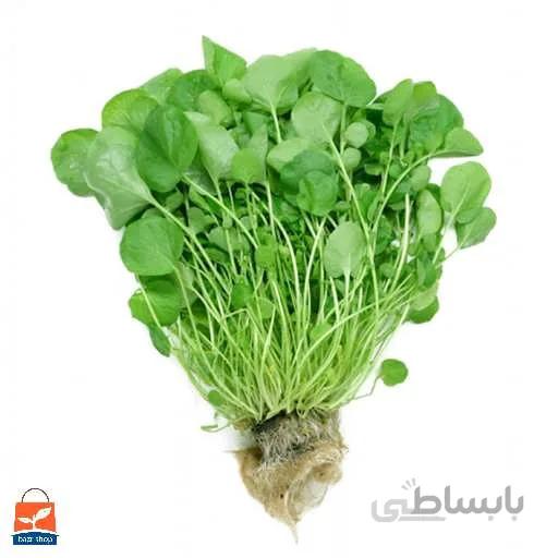 بذر شاهی برگ پهن