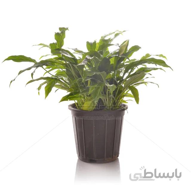 گیاه آپارتمانی اسپاتی فیلوم ارتفاع 40 سانتی متر