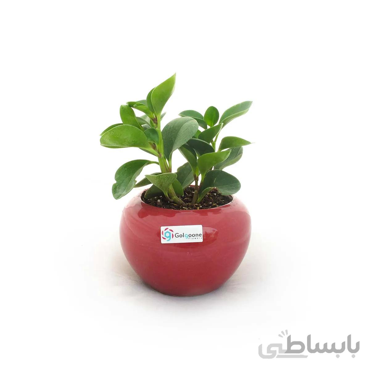 گیاه پپرومیا قاشقی به همراه گلدان سفال