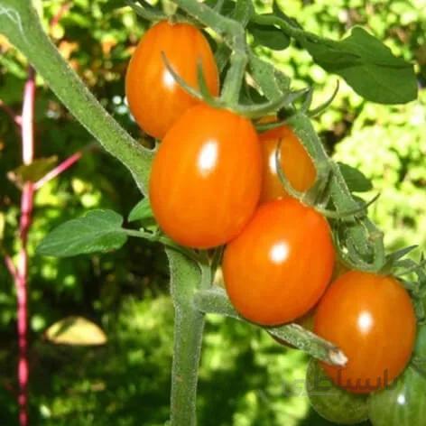 بذر گوجه زیتونی نارنجی درختی