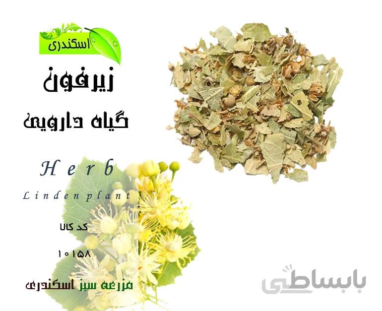 گیاه زیرفون