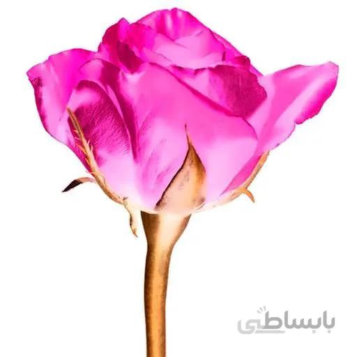 بذر گل سیکلامن گلبرگ دوتایی میکس