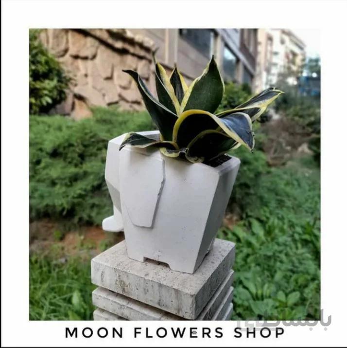 گلدان بتنی فیل همراه با سانسوریا بلک گلد ا Black gold sanseveria with concrete vase